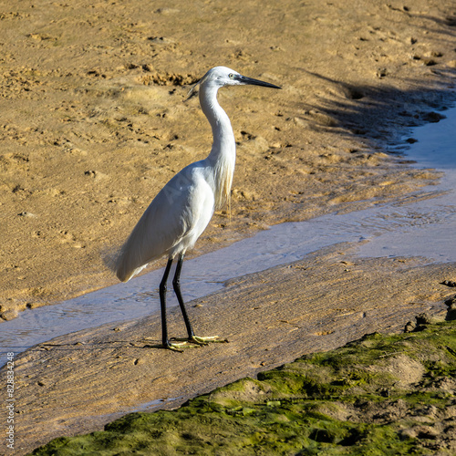 Bild auf Leinwand The little egret, Egretta garzetta in Ria Formosa Natural Reserve, Algarve Portu