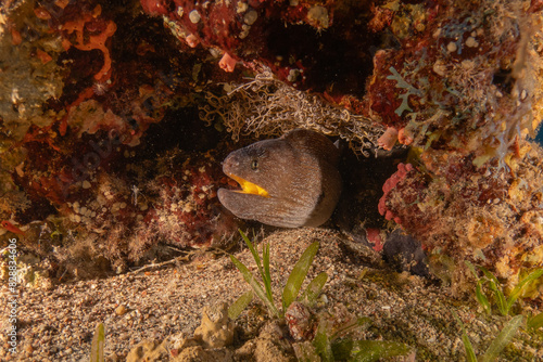Moray eel Mooray lycodontis undulatus in the Red Sea, Eilat Israel
