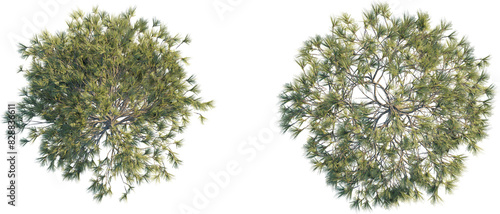 Fényképezés Pinus ponderosa tree top view, tree plan 4k png cutout