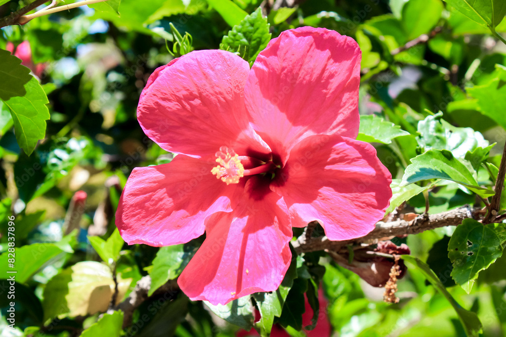 Vibrant Pink Hibiscus Flower in Full Bloom Amidst Lush Green Leaves captures the essence of summer Vibrant Pink Hibiscus Flower in Full Bloom Amidst Lush Green Leaves captures the essence of summer