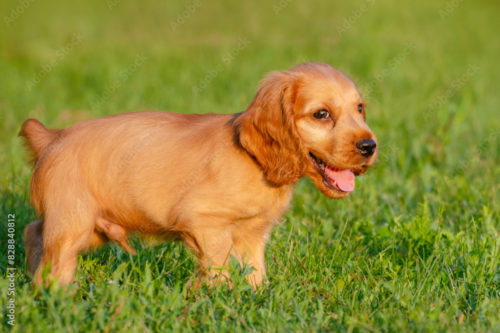 English cocker spaniel dog. Portrait of cute puppy on a grass background.
