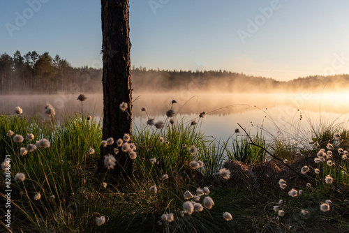 Cotton grass is a genus of sedges, they are common in northern hemisphere temperate swamps and tundra, wet forests, Eriophorum vaginatum, fog photo