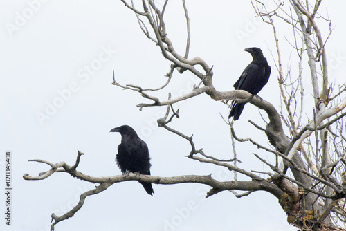 Two black crows are sitting on an old tree. Ravens on a branch.