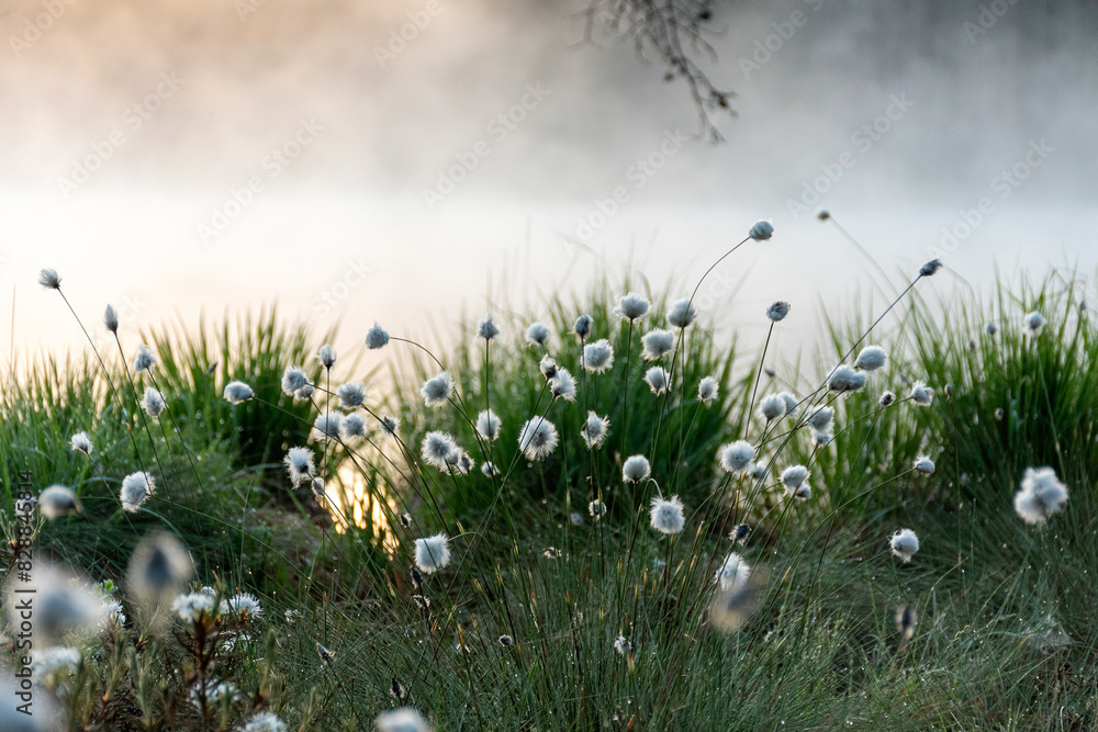 Cotton grass is a genus of sedges, they are common in northern hemisphere temperate swamps and tundra, wet forests, Eriophorum vaginatum, fog
