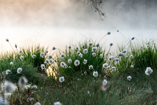 Obraz na płótnie Cotton grass is a genus of sedges, they are common in northern hemisphere temperate swamps and tundra, wet forests, Eriophorum vaginatum, fog w salonie