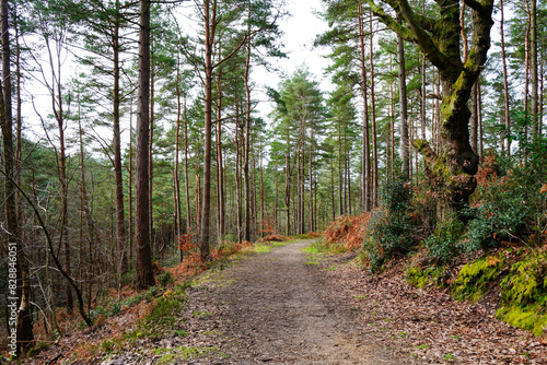 View in to pine woodland with a footpath