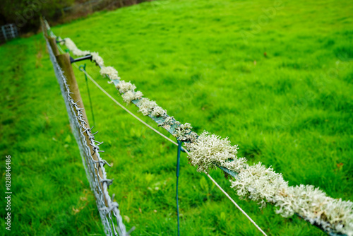 Close up of moss and lichen growing on an old fence 