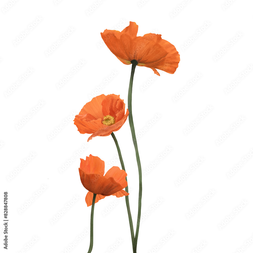 Naklejka premium red orange poppy 