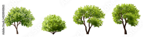 Vector watercolor of tree side view isolated on white background for landscape and architecture drawing, elements for environment and garden, painting botanical for section