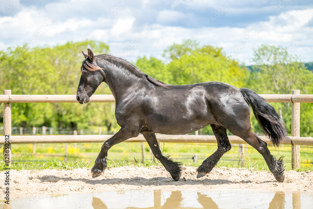 Magnifique cheval de race frison dans un élevage Magnifique cheval de race frison dans un élevage