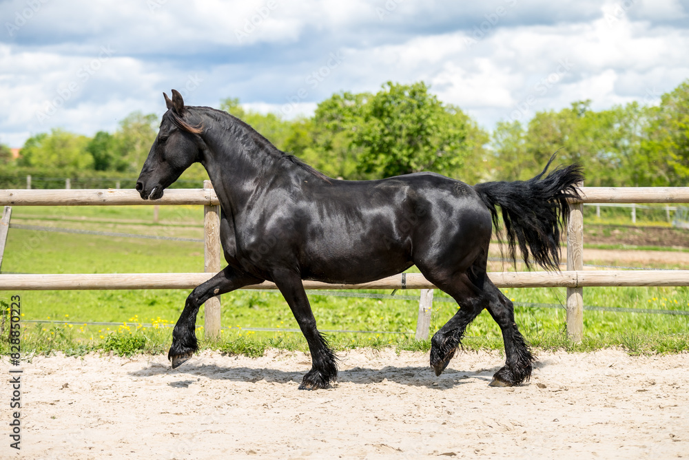Magnifique cheval de race frison dans un élevage Magnifique cheval de race frison dans un élevage