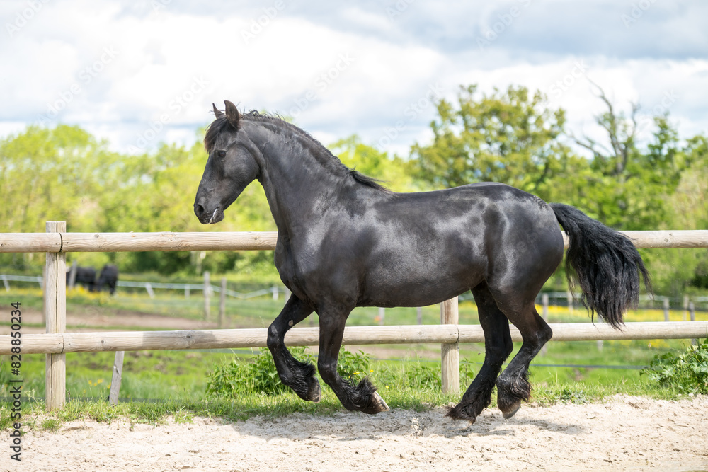 Magnifique cheval de race frison dans un élevage Magnifique cheval de race frison dans un élevage