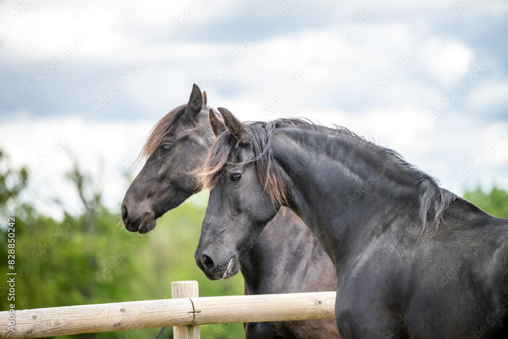 Fototapeta premium Magnifique cheval de race frison dans un élevage