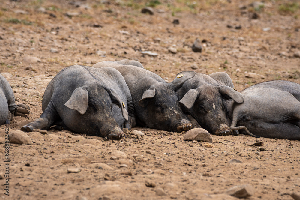 herd of Iberian pigs in a holm oak forest, near Valverde del Camino, Campiña Andévalo Commonwealth,, Huelva, Andalusia, Spain herd of Iberian pigs in a holm oak forest, near Valverde del Camino, Campiña Andévalo Commonwealth,, Huelva, Andalusia, Spain