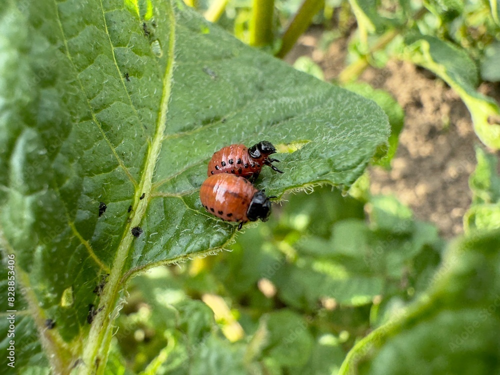colorado bug colorado bug