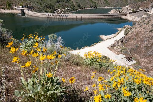 Arrorwock Dam and Balsamroot wildflowers photo