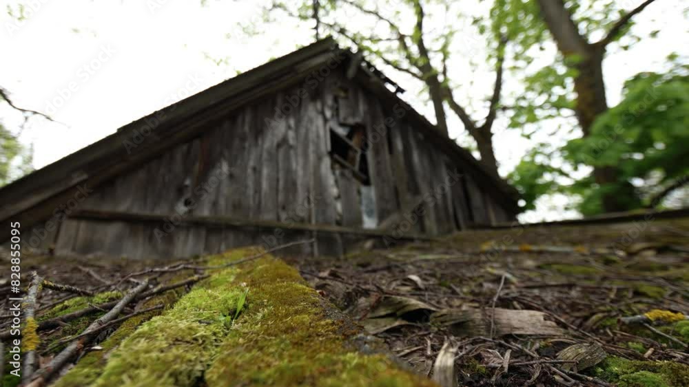 Discover an Abandoned Wooden Shack Surrounded by Tranquil Nature in the Heart of a Forest Discover an Abandoned Wooden Shack Surrounded by Tranquil Nature in the Heart of a Forest
