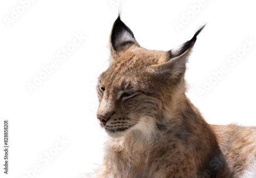 Eurasian Lynx in front isolated on a white background