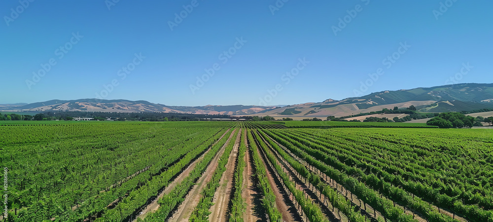 Aerial view of a lush green vineyard under a clear blue sky, showcasing agricultural beauty and wine productionai Aerial view of a lush green vineyard under a clear blue sky, showcasing agricultural beauty and wine productionai