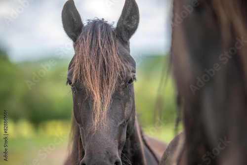 Magnifique cheval de race frison dans un élevage  photo