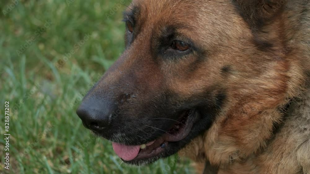 Shepherd portrait. Security guard for home and yard. pet dog. Shepherd portrait. Security guard for home and yard. pet dog.