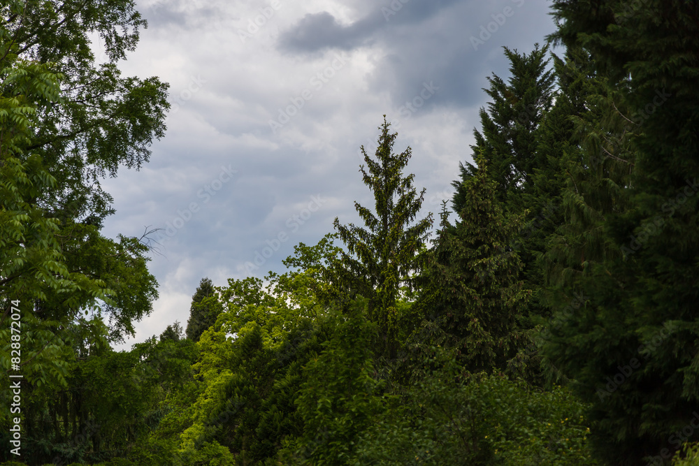 Coniferous tree with young shoots. On the background of the blue sky. Coniferous tree with young shoots. On the background of the blue sky.
