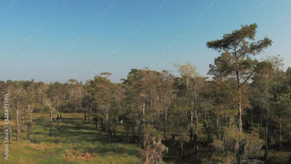 Aerial Scenic Shot Of Green Trees In Tranquil Forest Against Clear Sky, Drone Flying Forward On Sunny Day - Bayou Vista, Texas Aerial Scenic Shot Of Green Trees In Tranquil Forest Against Clear Sky, Drone Flying Forward On Sunny Day - Bayou Vista, Texas