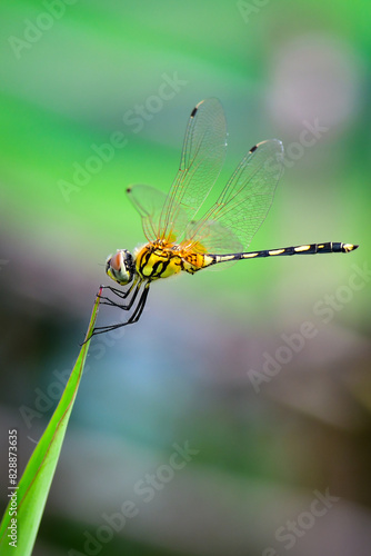 dragonfly on a branch