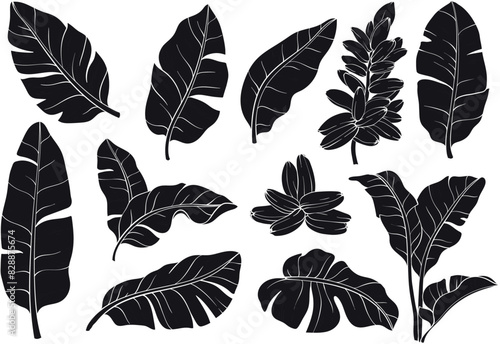 Tropical silhouettes banana palm leaves set