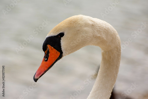the head and neck of a swan with its orange beak