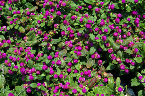 Top view of a reddish-purple Globe amaranth bush. Flowers bloom in spherical clusters with small flowers tightly packed together.