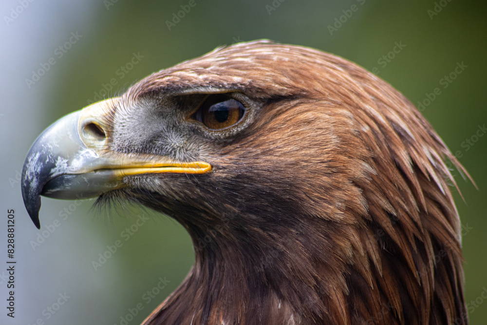 Eagle Eagle