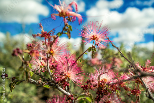 Pink Desert Flower with Spiky Petals