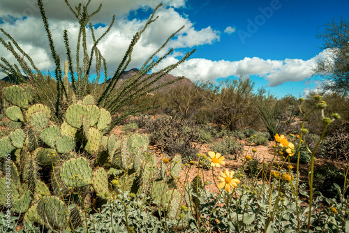 Cactus and Flowers in a the Desert