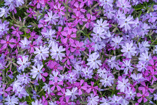 Purple and red phlox subulate flowers of family polemoniaceae in garden. Blooming creeping moss for landscape design. Bright perennial herbaceous plant covering ground. Growing mix colors carpet.