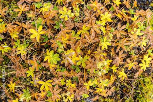 Close-up of vibrant highlands vegetation in changing seasons