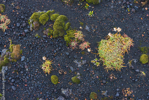 Moss and plants growing on volcanic soil in highlands