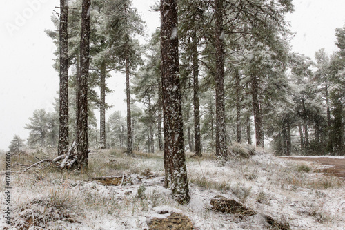 Snowy woodland scene in Sierra de Guadarrama, Spain