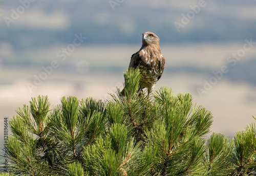 Majestic Short-toed Eagle Perched on Pine Branch photo