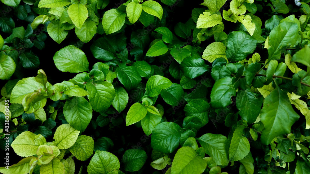 garden hedge trimming, Herb wall, plant wall, natural green wallpaper and background. nature wall. Nature background of green plant garden hedge trimming, Herb wall, plant wall, natural green wallpaper and background. nature wall. Nature background of green plant