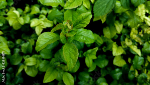 Wallpaper Mural garden hedge trimming, Herb wall, plant wall, natural green wallpaper and background. nature wall. Nature background of green plant Torontodigital.ca