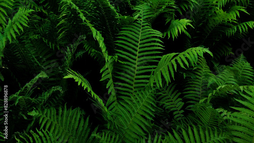 Natural green fern wallpaper  abstract green fern leaf texture  Fern leaves background. Close up of dark green fern leaves growing in forest  Beautiful ferns leaves  green foliage natural  floral fern