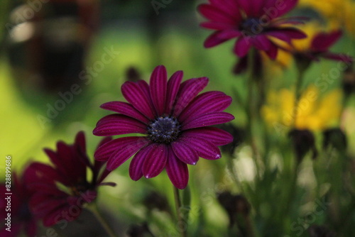 purple flowers