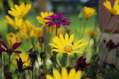 yellow flowers in a garden