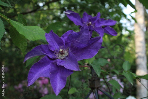flowers in the garden