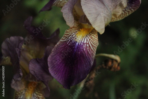 purple bearded iris