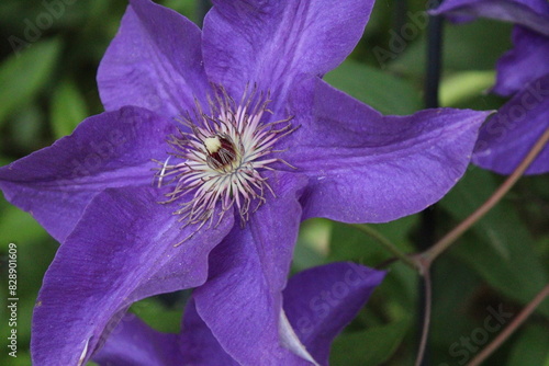 flower in the garden