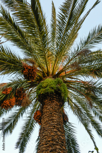 Date palm inside a Puertollano house, Ciudad Real province, Spain