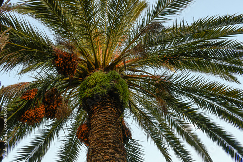 Date palm inside a Puertollano house, Ciudad Real province, Spain