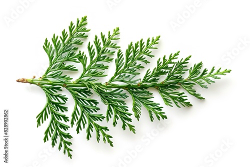 Isolated green-cut conifer leaf on a white backdrop. Generative Ai